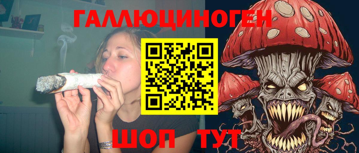 Галлюциногенные грибы Psilocybe  Дербент 