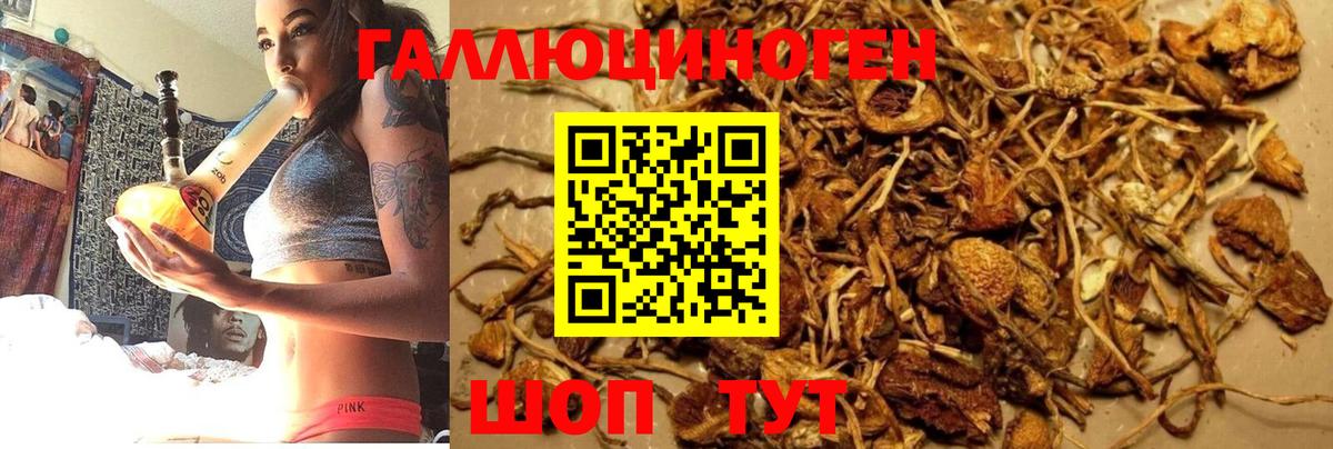 Дербент  Псилоцибиновые грибы MAGIC MUSHROOMS  Вход с VPN  Псилоцибиновые грибы Cubensis 